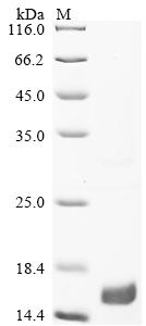 Greater than 90% as determined by SDS-PAGE.