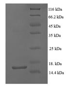 Greater than 90% as determined by SDS-PAGE.