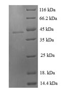 Greater than 90% as determined by SDS-PAGE.