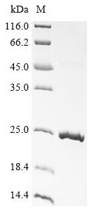 Greater than 90% as determined by SDS-PAGE.