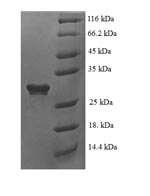 Greater than 90% as determined by SDS-PAGE.