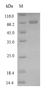 Greater than 85% as determined by SDS-PAGE.