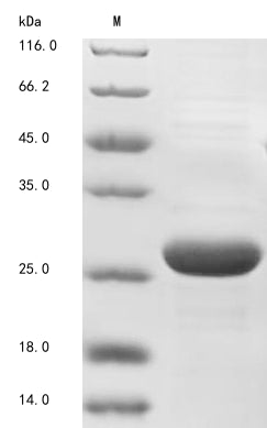 Greater than 90% as determined by SDS-PAGE.