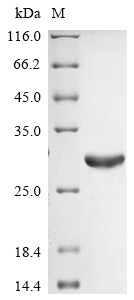 Greater than 90% as determined by SDS-PAGE.