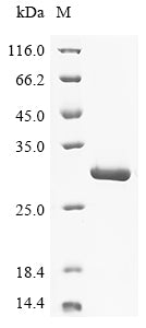 Greater than 90% as determined by SDS-PAGE.