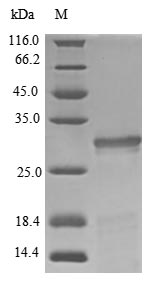 Greater than 85% as determined by SDS-PAGE.