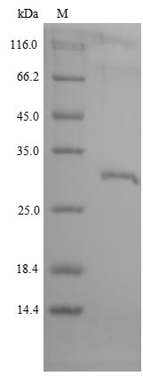 Greater than 85% as determined by SDS-PAGE.