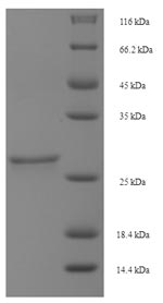 Greater than 90% as determined by SDS-PAGE.