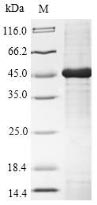 Greater than 85% as determined by SDS-PAGE.