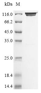 Greater than 90% as determined by SDS-PAGE.