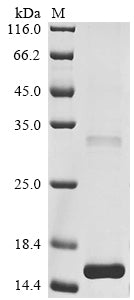 Greater than 90% as determined by SDS-PAGE.