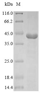 Greater than 85% as determined by SDS-PAGE.