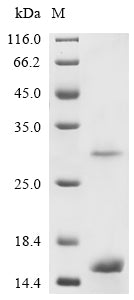 Greater than 90% as determined by SDS-PAGE.