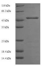 Greater than 90% as determined by SDS-PAGE.