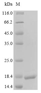 Greater than 85% as determined by SDS-PAGE.