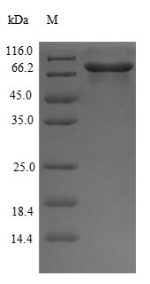 Greater than 90% as determined by SDS-PAGE.