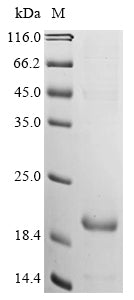 Greater than 85% as determined by SDS-PAGE.