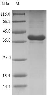 Greater than 90% as determined by SDS-PAGE.