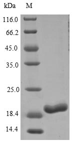 Greater than 85% as determined by SDS-PAGE.