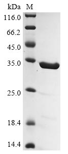 Greater than 90% as determined by SDS-PAGE.