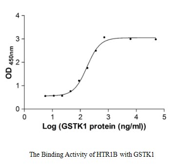 Activity Measured by its binding ability in a functional ELISA. Immobilized HTR1B at 5 μg/ml can bind human GSTK1, the EC 50 of human GSTK1 protein is 159.40-218.50 ng/ml.