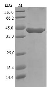 Greater than 90% as determined by SDS-PAGE.