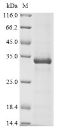 Greater than 85% as determined by SDS-PAGE.