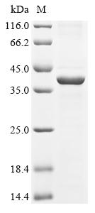 Greater than 85% as determined by SDS-PAGE.