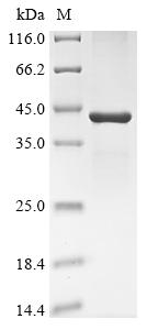 Greater than 85% as determined by SDS-PAGE.