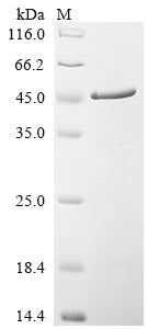 Greater than 85% as determined by SDS-PAGE.