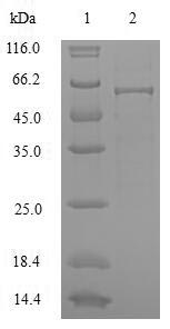 Greater than 90% as determined by SDS-PAGE.