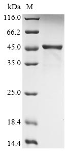 Greater than 90% as determined by SDS-PAGE.