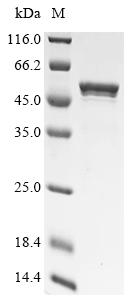 Greater than 90% as determined by SDS-PAGE.