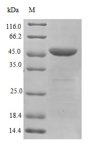 Greater than 90% as determined by SDS-PAGE.