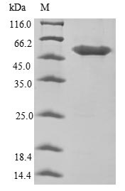 Greater than 85% as determined by SDS-PAGE.