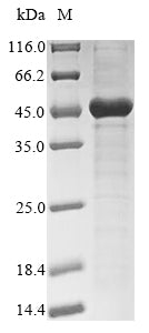 Greater than 85% as determined by SDS-PAGE.