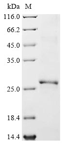 Greater than 90% as determined by SDS-PAGE.