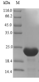 Greater than 90% as determined by SDS-PAGE.