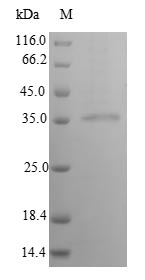 Greater than 90% as determined by SDS-PAGE.