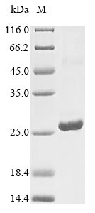 Greater than 90% as determined by SDS-PAGE.