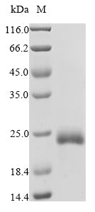 Greater than 90% as determined by SDS-PAGE.