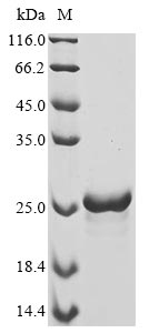 Greater than 90% as determined by SDS-PAGE.