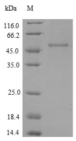 Greater than 90% as determined by SDS-PAGE.