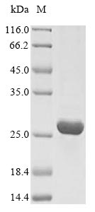 Greater than 90% as determined by SDS-PAGE.