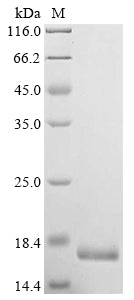 Greater than 90% as determined by SDS-PAGE.