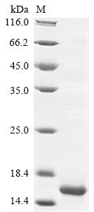 Greater than 85% as determined by SDS-PAGE.