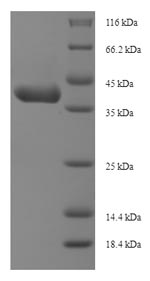 Greater than 90% as determined by SDS-PAGE.