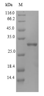 Greater than 90% as determined by SDS-PAGE.