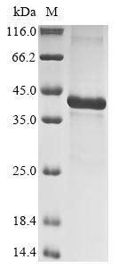 Greater than 85% as determined by SDS-PAGE.