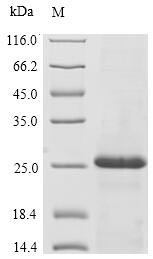 Greater than 90% as determined by SDS-PAGE.